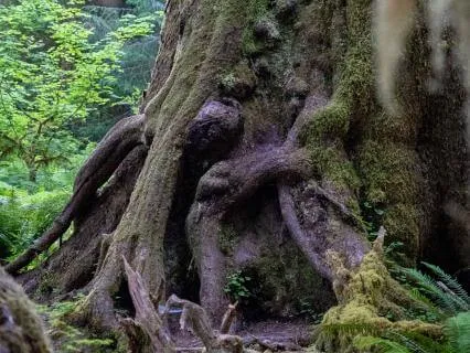 Inner Forest Meditation