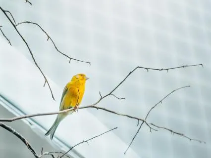 Inner Freedom | आंतरिक स्वतंत्रता
