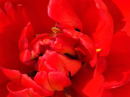 Inner Garden – A Yoga Nidra Journey