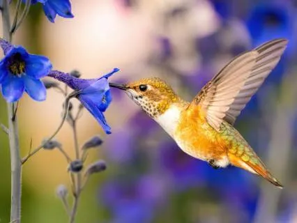 Inner Garden: Trusting Your Inner Call