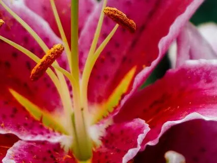 Inner Gardening (Live Improv Song)