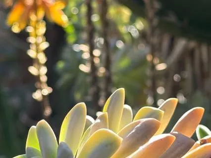 Inner Gardening: Reduce Mental Clutter & Plant Intentions