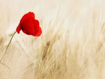 Inner Healing And Protection Visualization