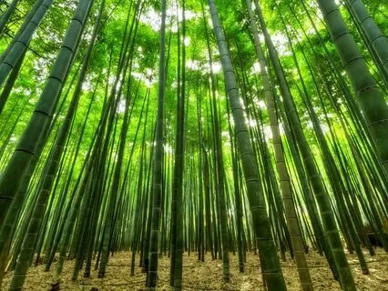 Inner Illumination! DMT Breathing Increase Life Force Energy