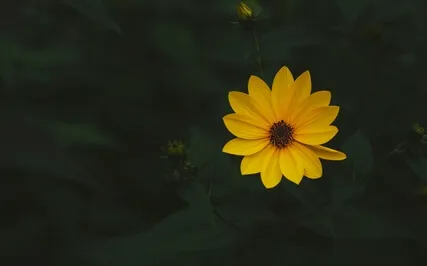 Inner Journey Series 0.3