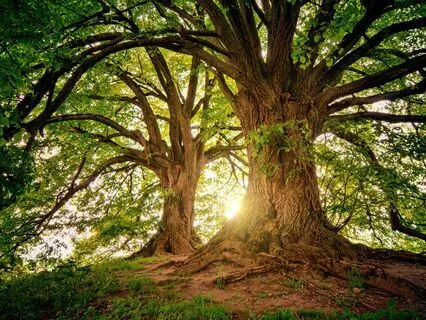 Inner Light - Music For Stress Release & Healing