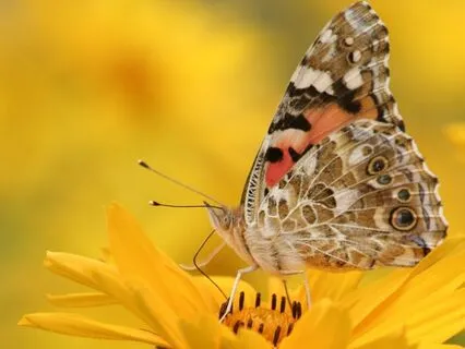 Inner Light : Time-Friendly Affirmations