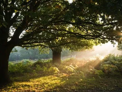 Inner Love – Solfeggio 639 Hz Binaural Beat (Theta)