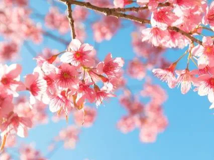 Inner Nourishment Somatic Practice