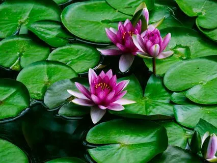 Inner Oasis: Guided Meditation For Healing & Renewal