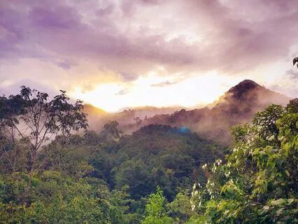 Inner Peace Affirmations (Rainforest Sounds)