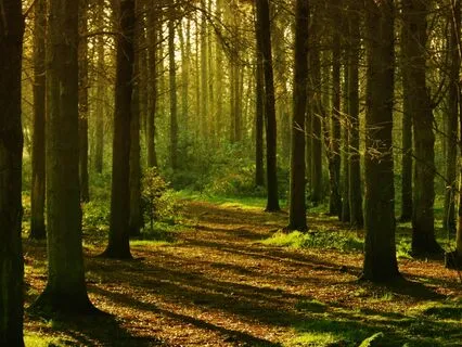 Path To Inner Calm - Ambience For Anxiety Relief