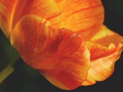 Inner Peace Floral Healing Meditation