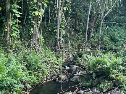 Inner Peace Forest Bath