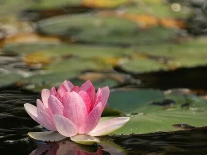 Inner Peace In A Busy World