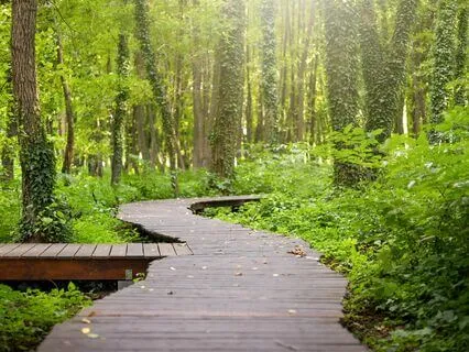 Inner Peace Journey: Music For Anxiety Relief
