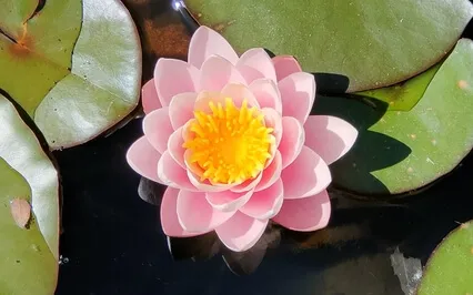 Inner Peace Meditation