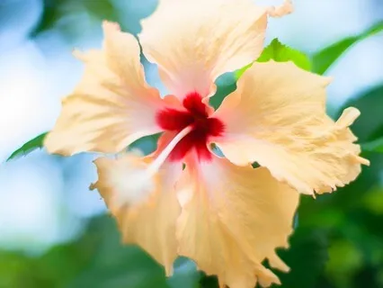 Inner Peace Meditation