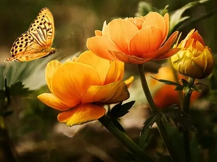 Inner Peace Piano Music