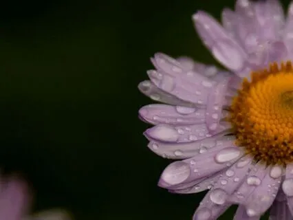 Inner Peace & Psychic Protection • No Music