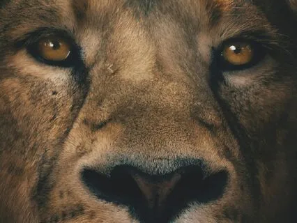 Inner Peace & Psychic Protection • Phoenix Protocol