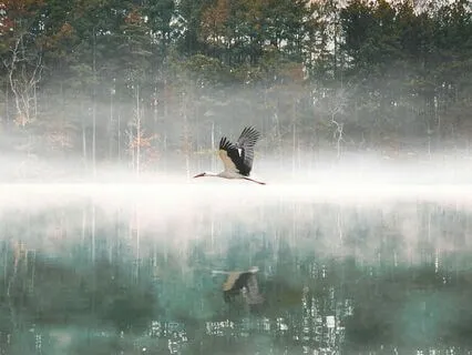 Inner Peace & Quiet: A Calming Silent Practice