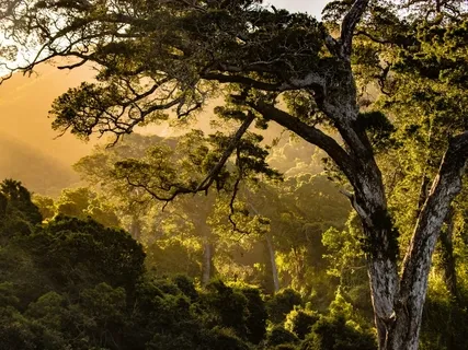 Inner Peace - The Magic Of Native American Flute
