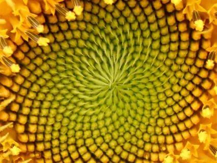 Inner Radiance