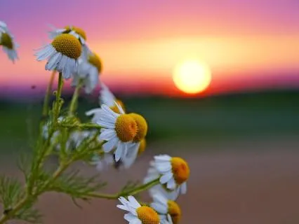 Inner Renewal | Morning Meditation