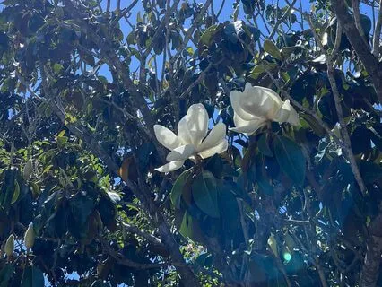 Inner Sanctuary For Forgiveness