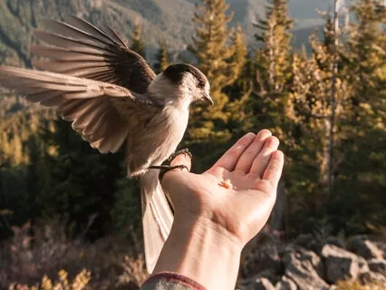 Inner Sanctuary Introduction