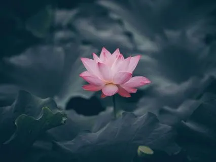 Inner Sanctuary Yoga Nidra: For Rest & Inner Peace