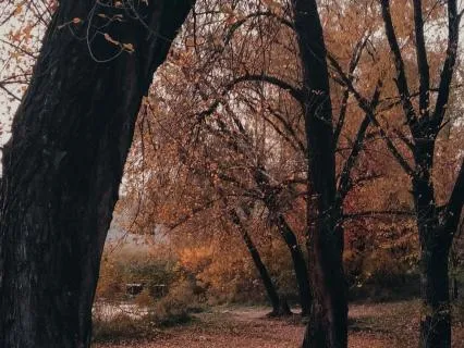 Inner Seasons Meditation