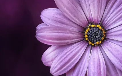 Inner Seasons Of A Menstrual Cycle Chat