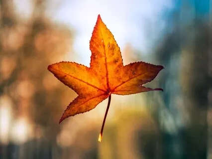 Inner Shift From Fear To Love