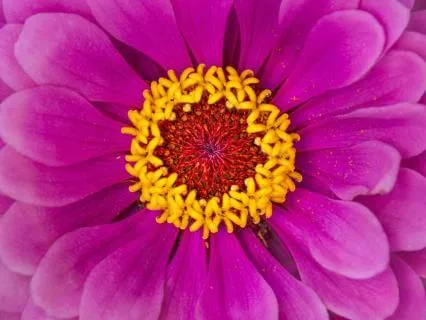 Death Death As Concept