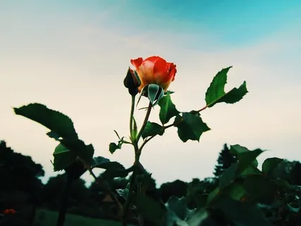 Inner Silence Meditation