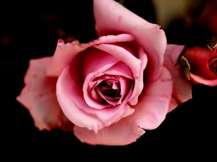 Inner Smile: Heart Meditation