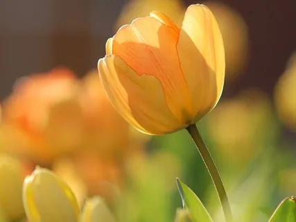 Inner Smile Practice