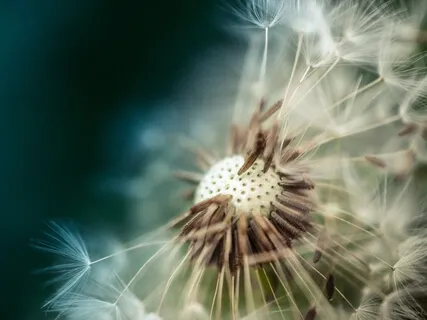 Inner Smile Meditation