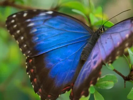 Inner Smile - Positive Emotion Creation Cycle