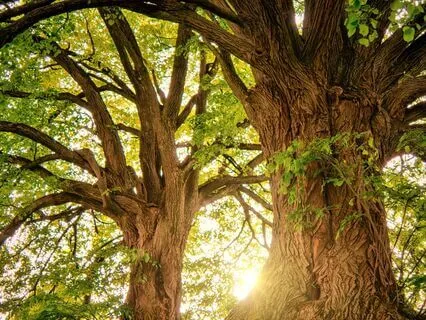 Inner Strength And Mental Clarity