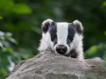 Inner Strength & Resilience | Badger Spirit Meditation