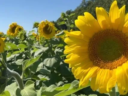Inner Sunshine | 432Hz Healing Music For Positive Energy