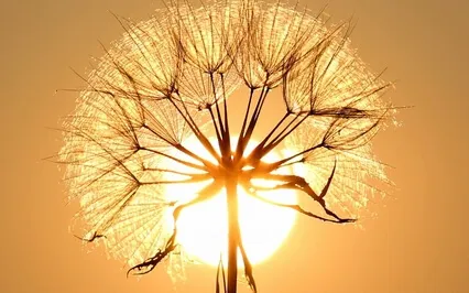 Inner Wisdom & Inner Peace Meditation