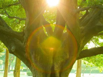 Inner Wisdom - Pure Heart Ignition