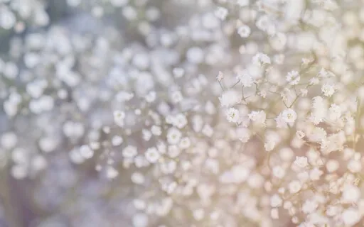 Innocence Of Flowers (Piano Solo)