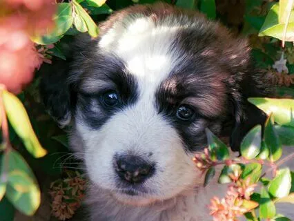 Innocence - Spa, Reiki, Massage & Ambient Piano 432 Hz