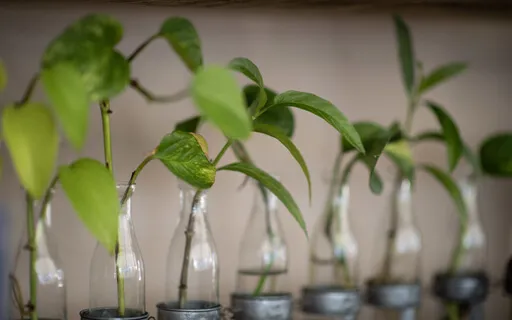 Input = Outlook = Behavior