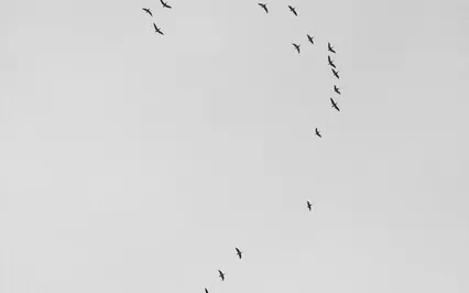 Inquiry Teachings From "Ask Anyone Anything?..." Live Event